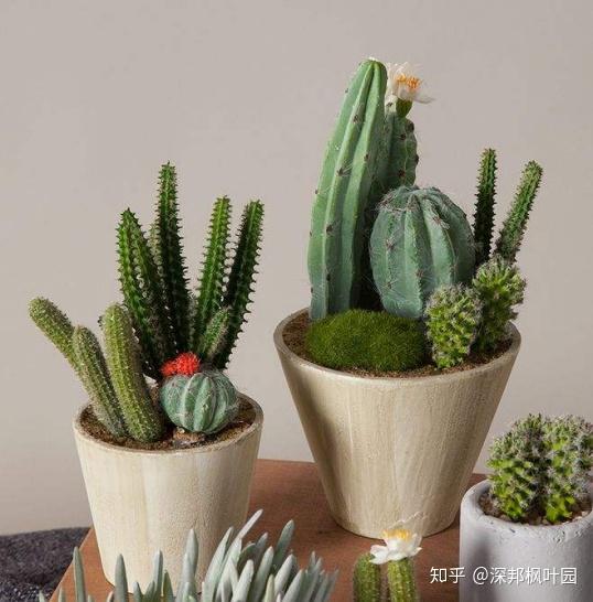  蓬莱松——生命力顽强的绿植佳品--第1张