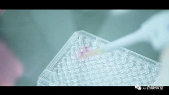  紫花地丁透皮抑菌膏——守护您的健康，紫花地丁透皮抑菌膏，守护您的皮肤健康--第1张
