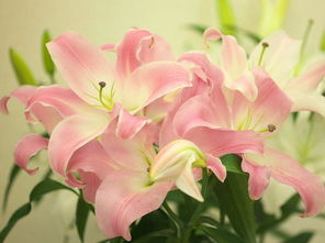  百合花的寓意和象征，百合花的百年好合寓意和纯洁、庄严、圣洁的象征--第1张