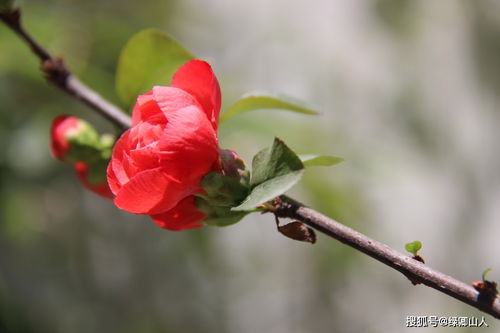  红色山茶花，美丽与坚韧的象征--第1张