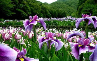  鸢尾花语——生命、希望、爱与自由--第1张