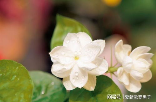  茉莉花的寓意--第1张