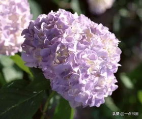  绣球花为什么叫招鬼花，绣球花叫招鬼花的缘由是因为其花朵在盛开时如果变成蓝色或粉红色，那就意味着绣球花在告诉你附近有鬼魂出现，因此绣球花也有鬼花的别称。--第1张