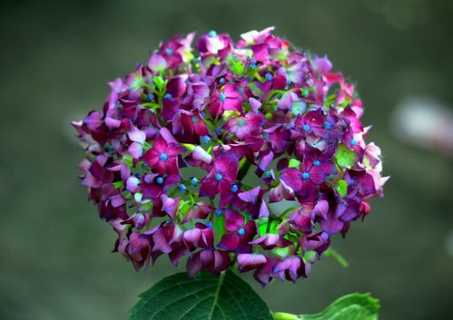  家中放绣球花吉利吗，家中放绣球花，寓意着团圆美满，是吉利之花。--第1张