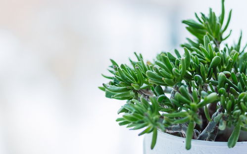 植物照片大全图片--第1张