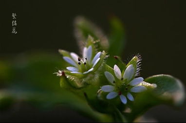  蓝繁缕的花语，无尽的思念，永恒的承诺，蓝繁缕的花语，无尽的思念与永恒的承诺--第1张