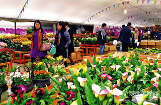  西安鲜花市场，西安鲜花市场，购买鲜花的热门地点--第1张