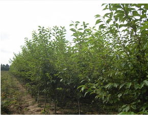  广东苗木价格网，一站式苗木采购平台--第1张