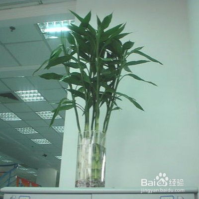  富贵竹怎么养--第1张