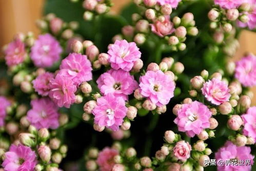  怎样养长寿花才能长得旺盛，如何让长寿花长得更旺盛，掌握正确的养护技巧--第1张
