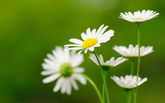  白雏菊花语，白色雏菊花语，天真、纯洁、和平、希望。--第1张