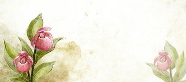  鲜花背景图片干净——打造温馨浪漫的家居环境，鲜花背景图片干净，打造温馨浪漫的家居环境--第1张