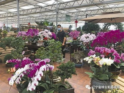  西北苗木花卉网——一站式苗木花卉交易平台，西北苗木花卉网——专业的苗木花卉交易平台--第1张