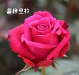  玫瑰花的品种和颜色大观，玫瑰花的美丽世界，品种与颜色的探索--第1张