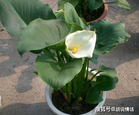  水养马蹄莲的养殖方法--第1张