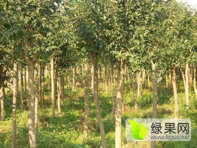  绿化苗木2024年行情如何？未来趋势分析--第1张