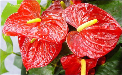  火鹤花适合在卧室养吗，火鹤花适合在卧室养吗--第1张