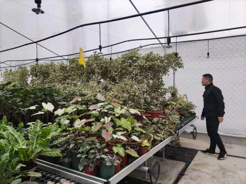  附近卖绿植的店，绿色生活的秘密宝藏--第1张