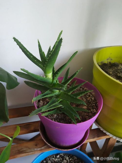  家里千万不能养的6种花--第1张