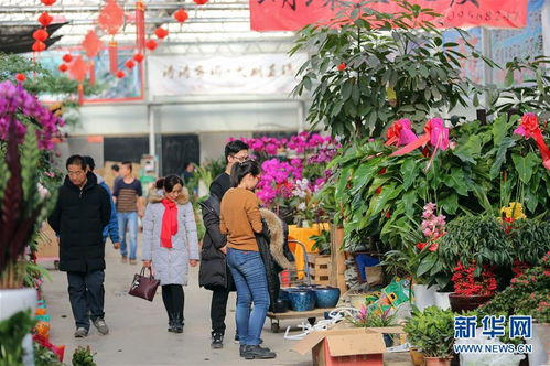  苗木花卉市场，繁荣与挑战并存--第1张