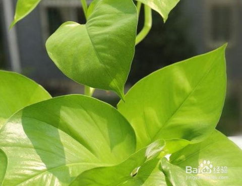  绿萝叶子发黄怎么补救，绿萝叶子发黄怎么办，对症下药补救--第1张