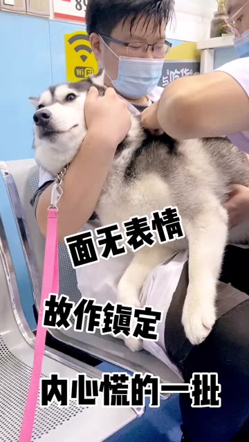  短剧年下狼狗撩得姐姐面红心跳全集观看，感受甜蜜爱情故事--第1张