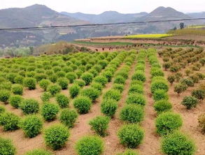  新疆苗木基地，绿色生态的坚实保障--第1张