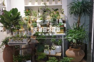  深圳鲜花店，浪漫与艺术的完美结合，深圳鲜花店，浪漫与艺术的完美结合，感受花艺的魅力--第1张