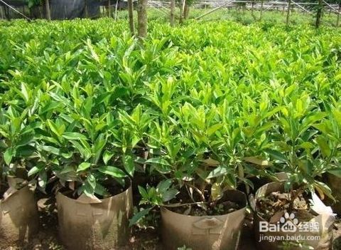  非洲茉莉的繁殖方法--第1张