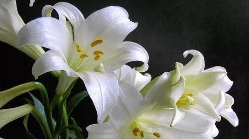  百合花的特征和特点的资料，百合花的美丽之花，百合花的特征和特点的探索--第1张
