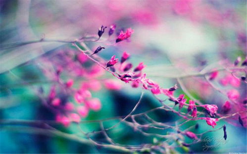  ，四季轮回，12个月份的花开花期--第1张