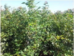  西北苗木网最新免费求购信息网——一站式苗木采购平台--第1张