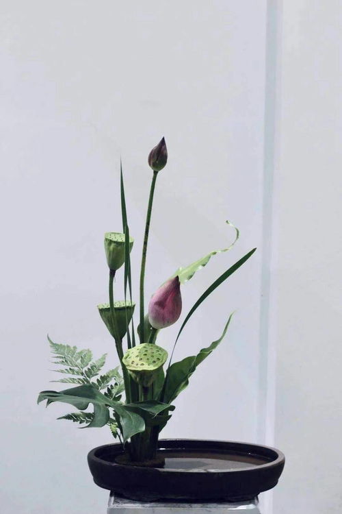  50元能在花店买什么花--第1张