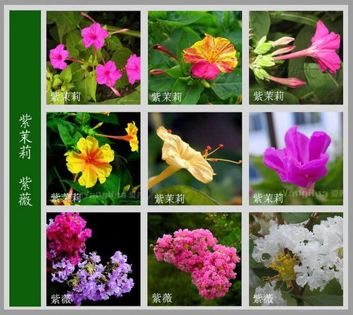  100种花名大全图片，100种美丽花卉名称及图片大全--第1张