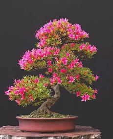  盆景花，盆景花卉的魅力--第1张