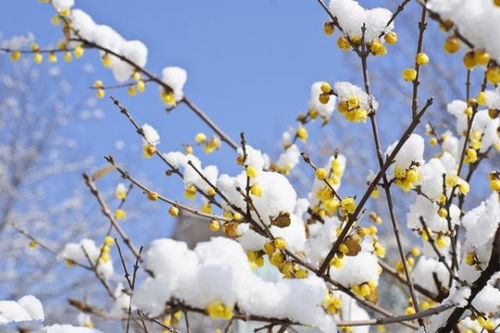 梅花的句子唯美短句，梅香如雪，傲立枝头--第1张