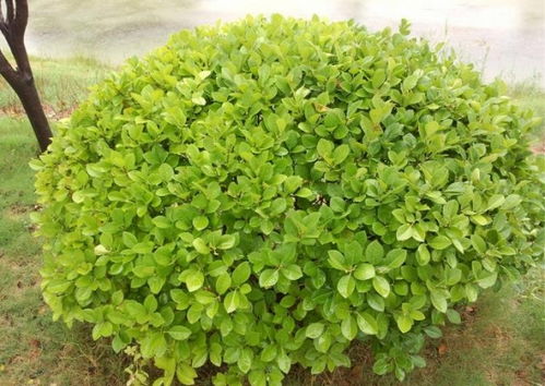  冬青价格，冬青的价格是多少--第1张