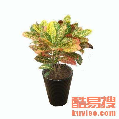  北京订购绿植鲜花，让您的生活充满绿色生机--第1张