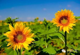  俄罗斯国花之谜，洋甘菊还是向日葵？--第1张