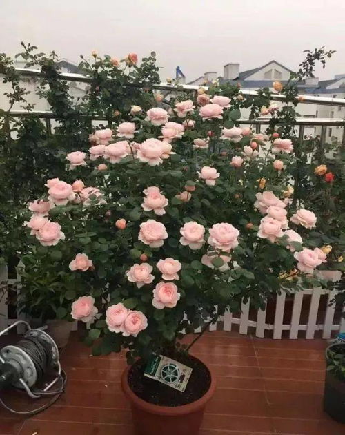  月季花风水上有忌讳吗--第1张