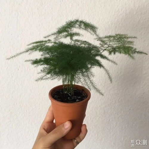  文竹叶子发黄的原因--第1张