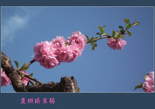  重瓣榆叶梅图片欣赏，春天的美丽之花--第1张