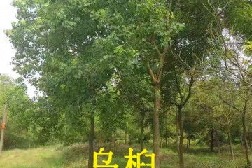  乌桕树价格表2020，市场行情与种植建议--第1张