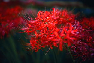  花语是死亡的花，死亡之花--第1张