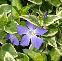  花叶蔓长春花期，花叶蔓长春花期的标题，花叶蔓长春的开花时间。--第1张