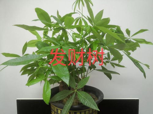  各种植物的象征意义--第1张