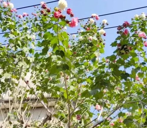  芙蓉花树，美丽与坚韧的象征，芙蓉花树的美丽与坚韧象征--第1张