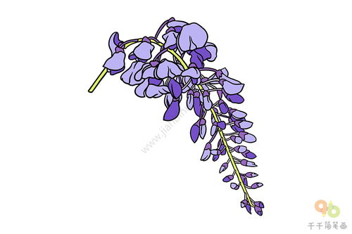  紫藤花简笔画，紫藤花简笔画教程--第1张