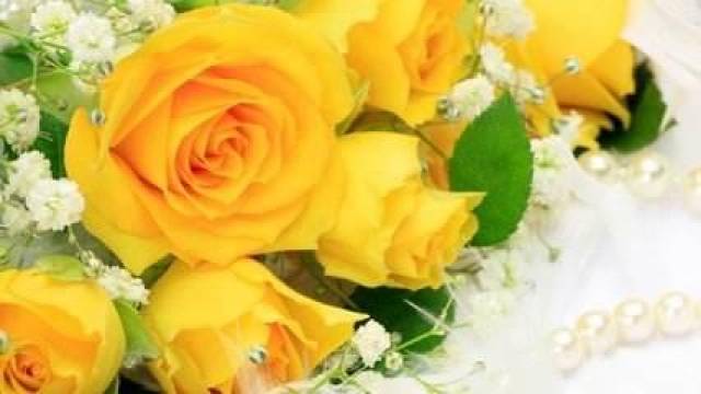  香槟黄玫瑰的花语，温馨、祝福与永恒的爱--第1张