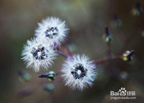  种子传播，种子传播，植物生命的延续--第1张